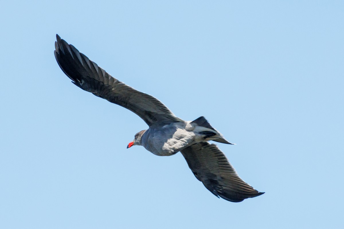 Heermann's Gull - ML643318061