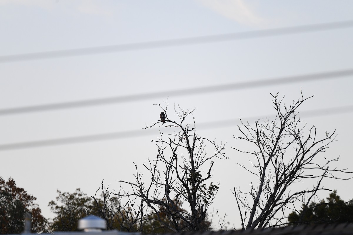 Red-tailed Hawk - ML643318063