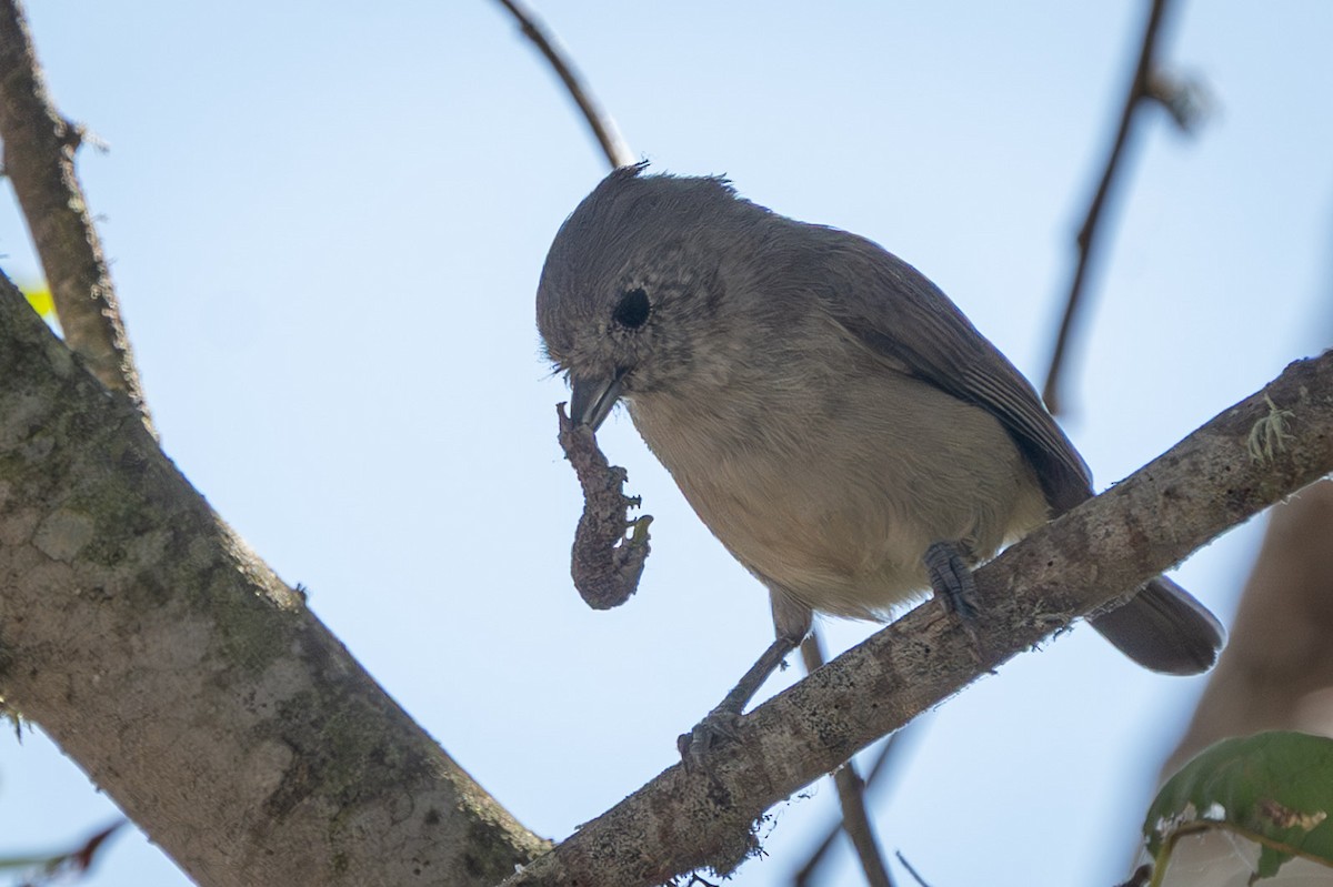 Oak Titmouse - ML643318067