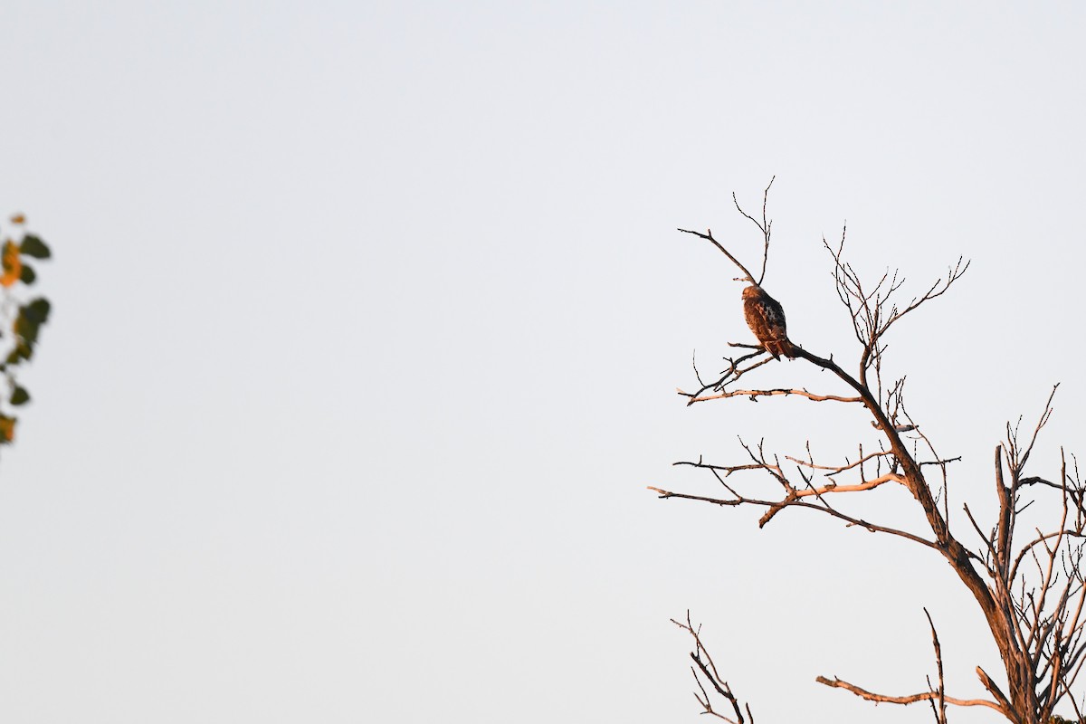 Red-tailed Hawk - ML643318072