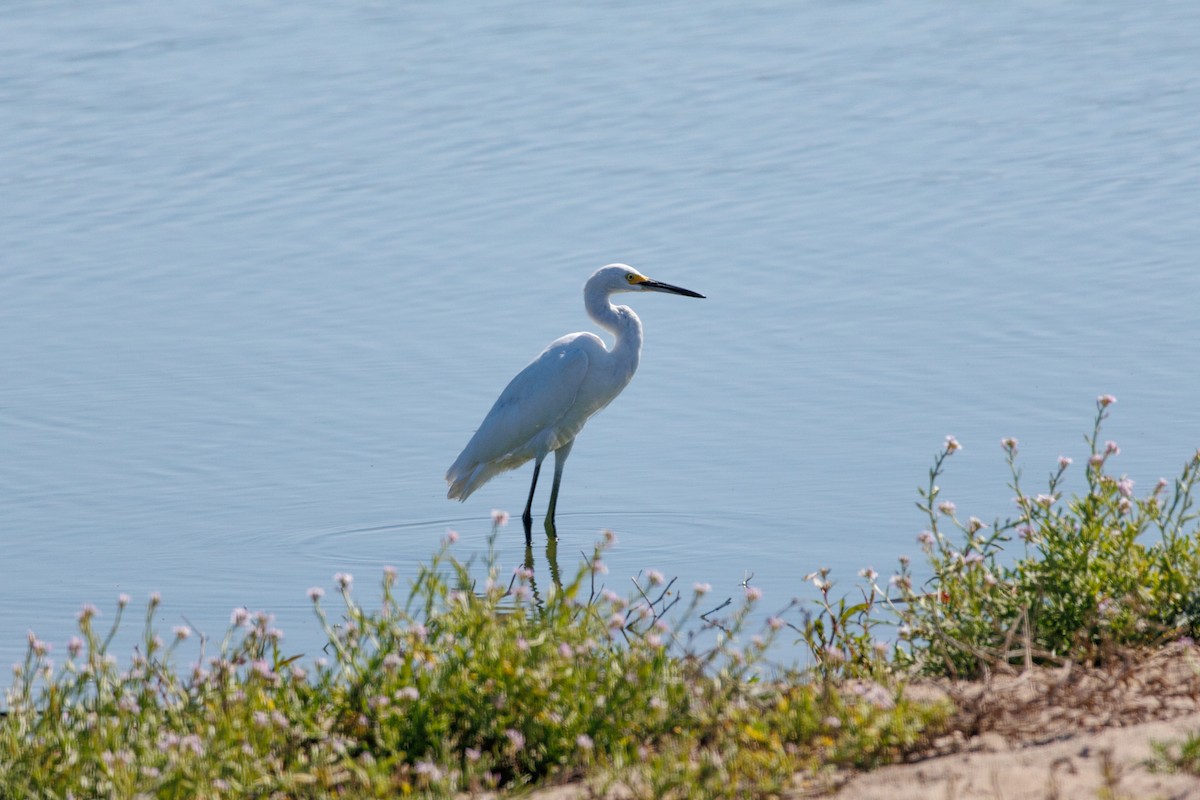 Snowy Egret - ML643318075