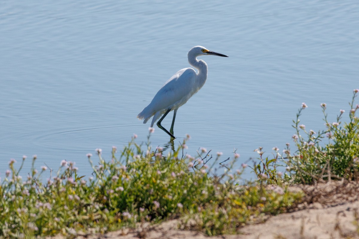 Snowy Egret - ML643318076