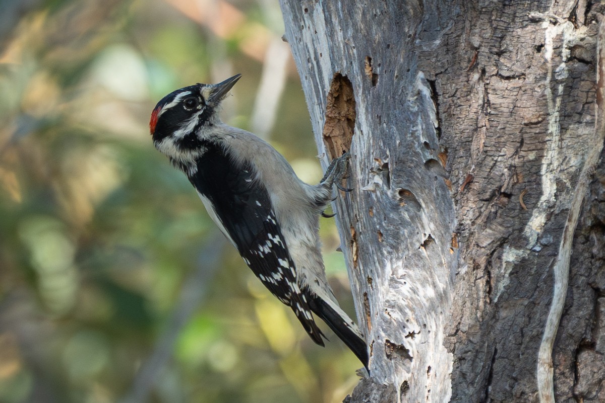 Downy Woodpecker (Pacific) - ML643318078