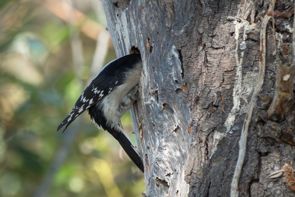 Downy Woodpecker (Pacific) - ML643318081