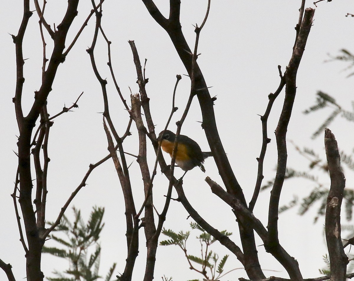 Иктерия - ML643318082