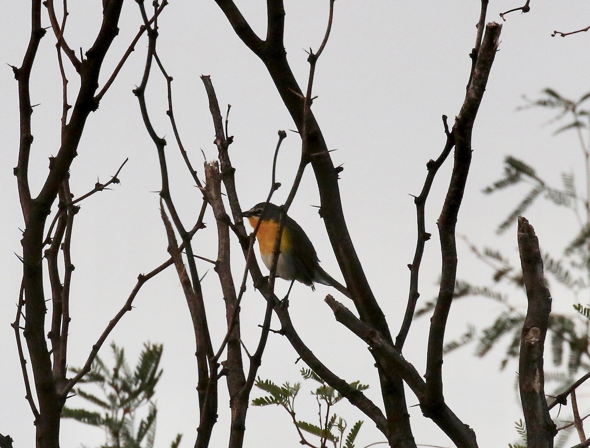 Иктерия - ML643318084