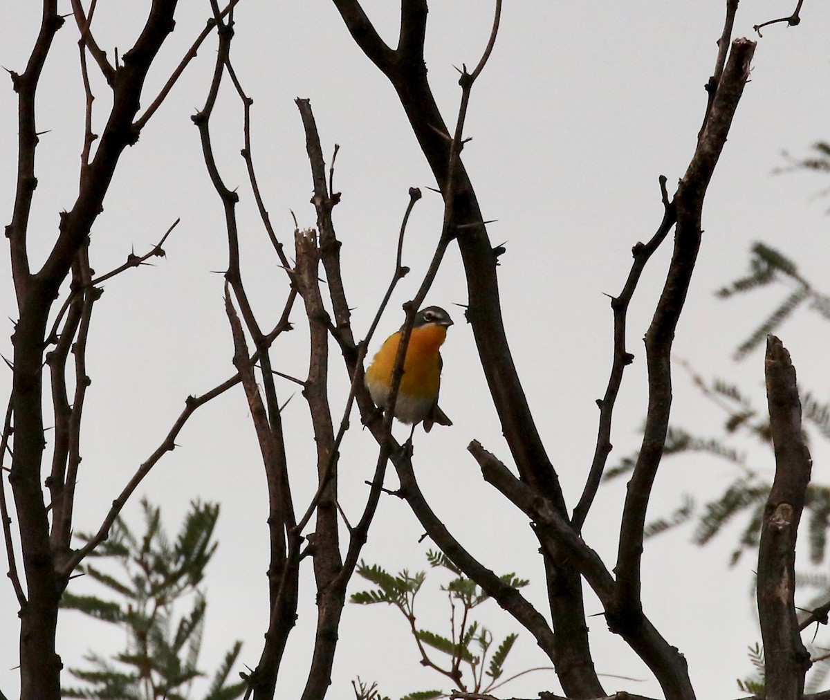 Иктерия - ML643318085