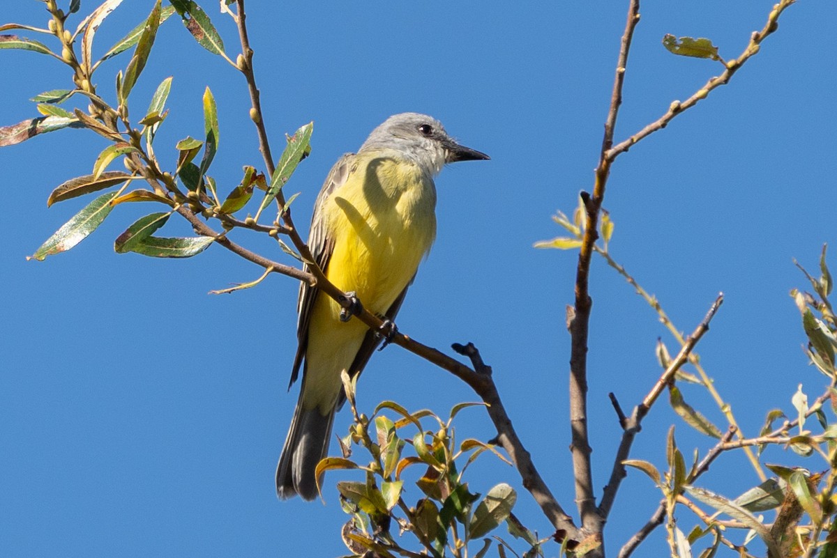 Tropical Kingbird - ML643318086