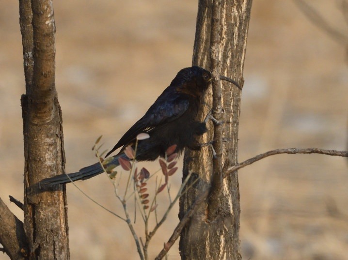 Common Scimitarbill - ML643318092