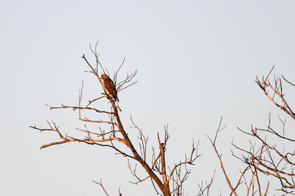 Red-tailed Hawk - ML643318093