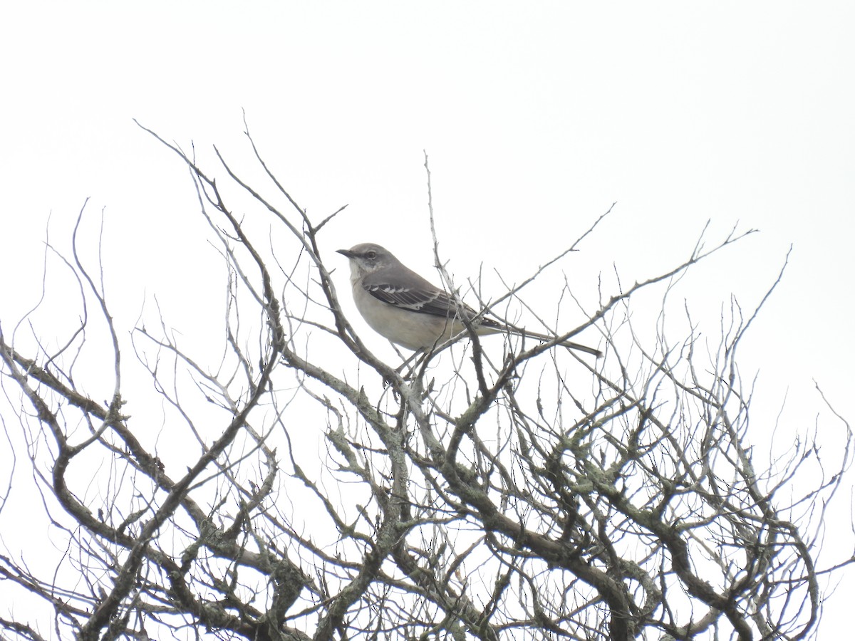 Northern Mockingbird - ML643318094