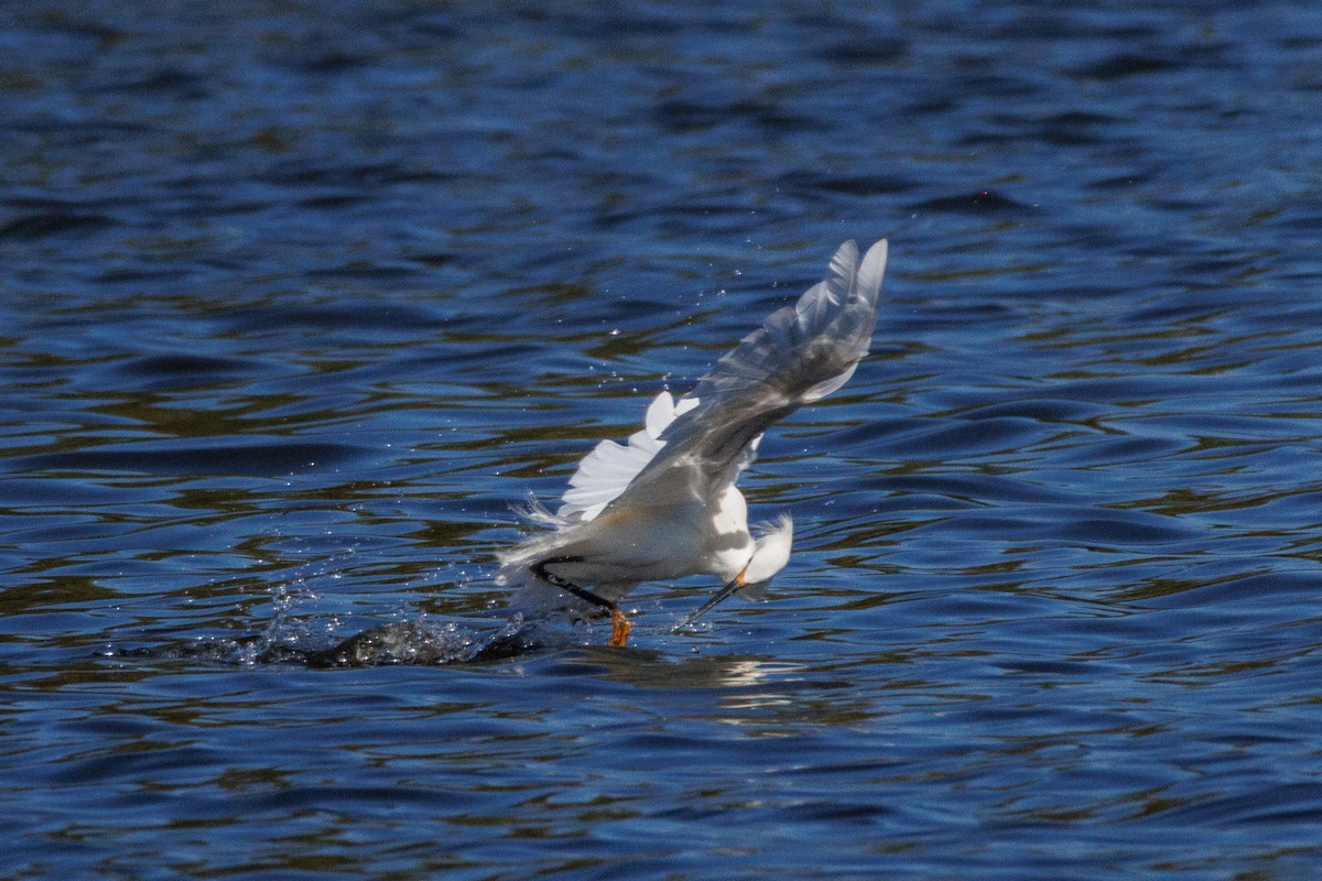 Snowy Egret - ML643318099