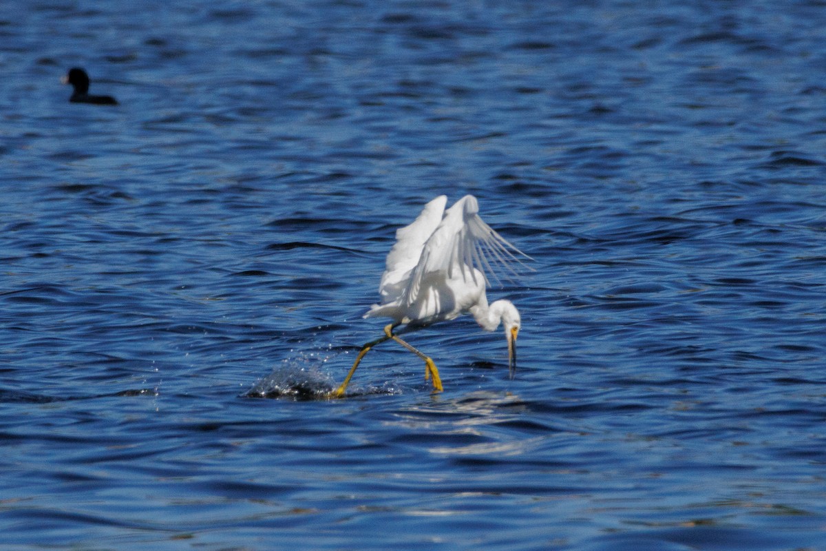 Snowy Egret - ML643318100
