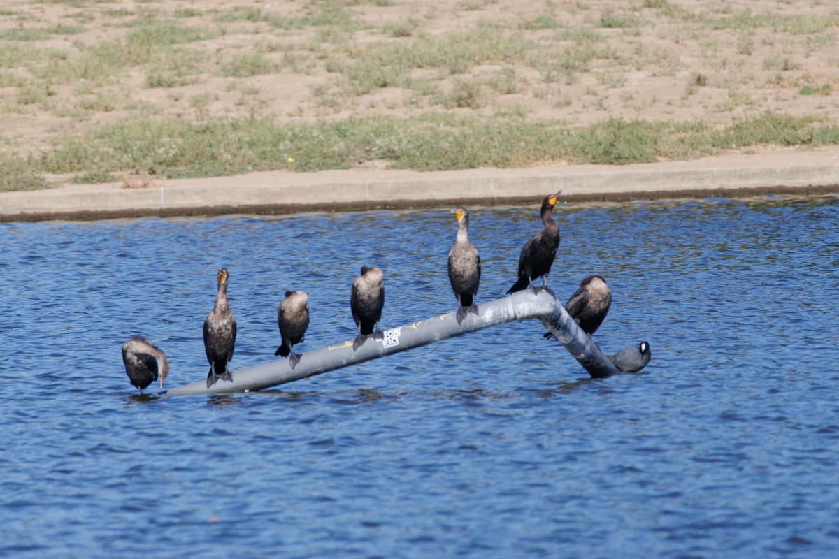 Double-crested Cormorant - ML643318101
