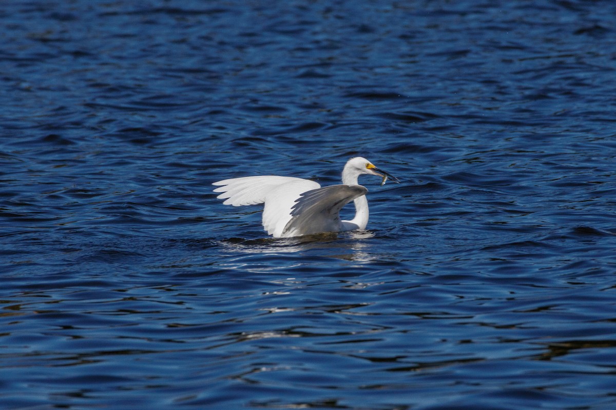 Snowy Egret - ML643318102