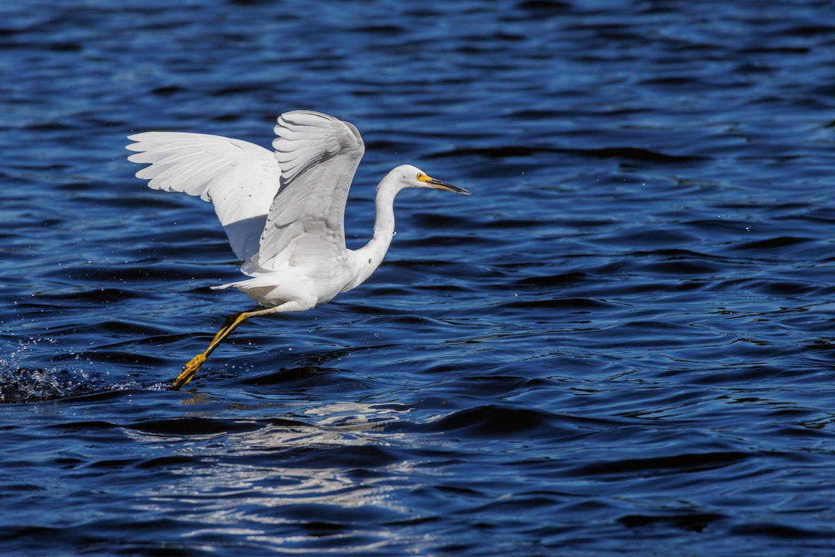 Snowy Egret - ML643318103