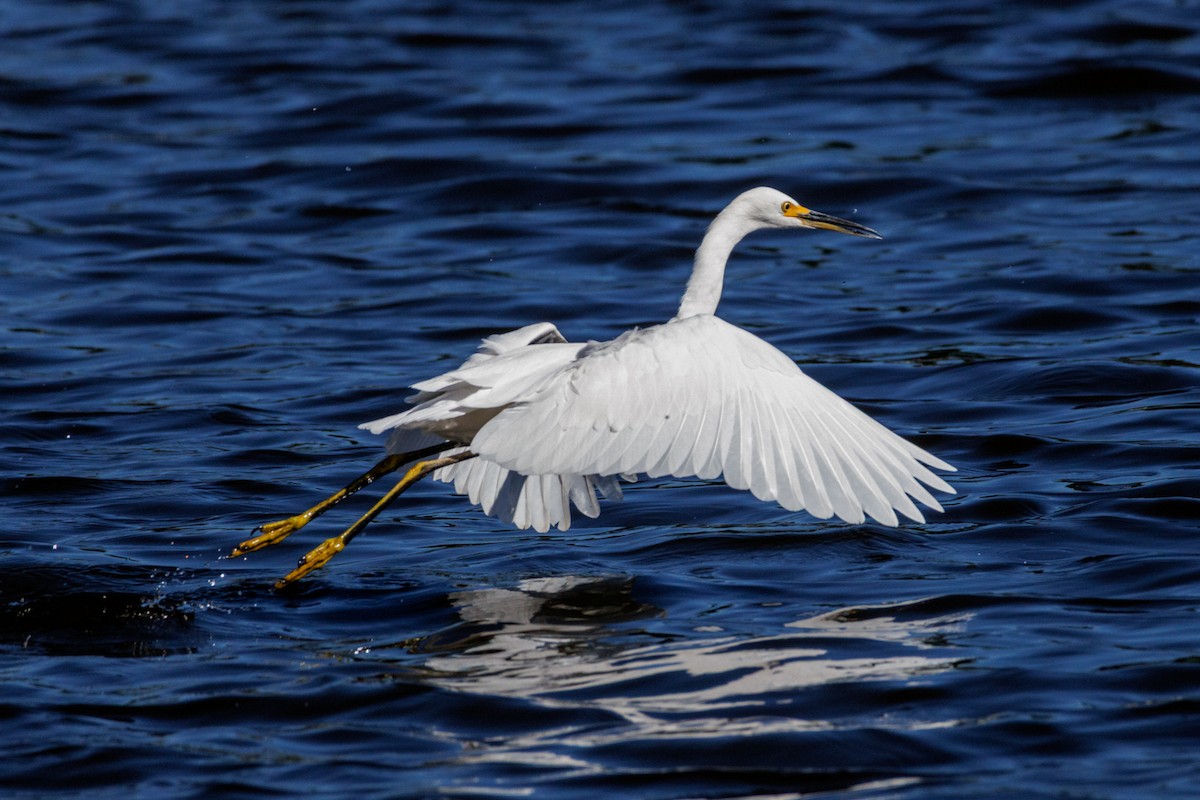 Snowy Egret - ML643318104