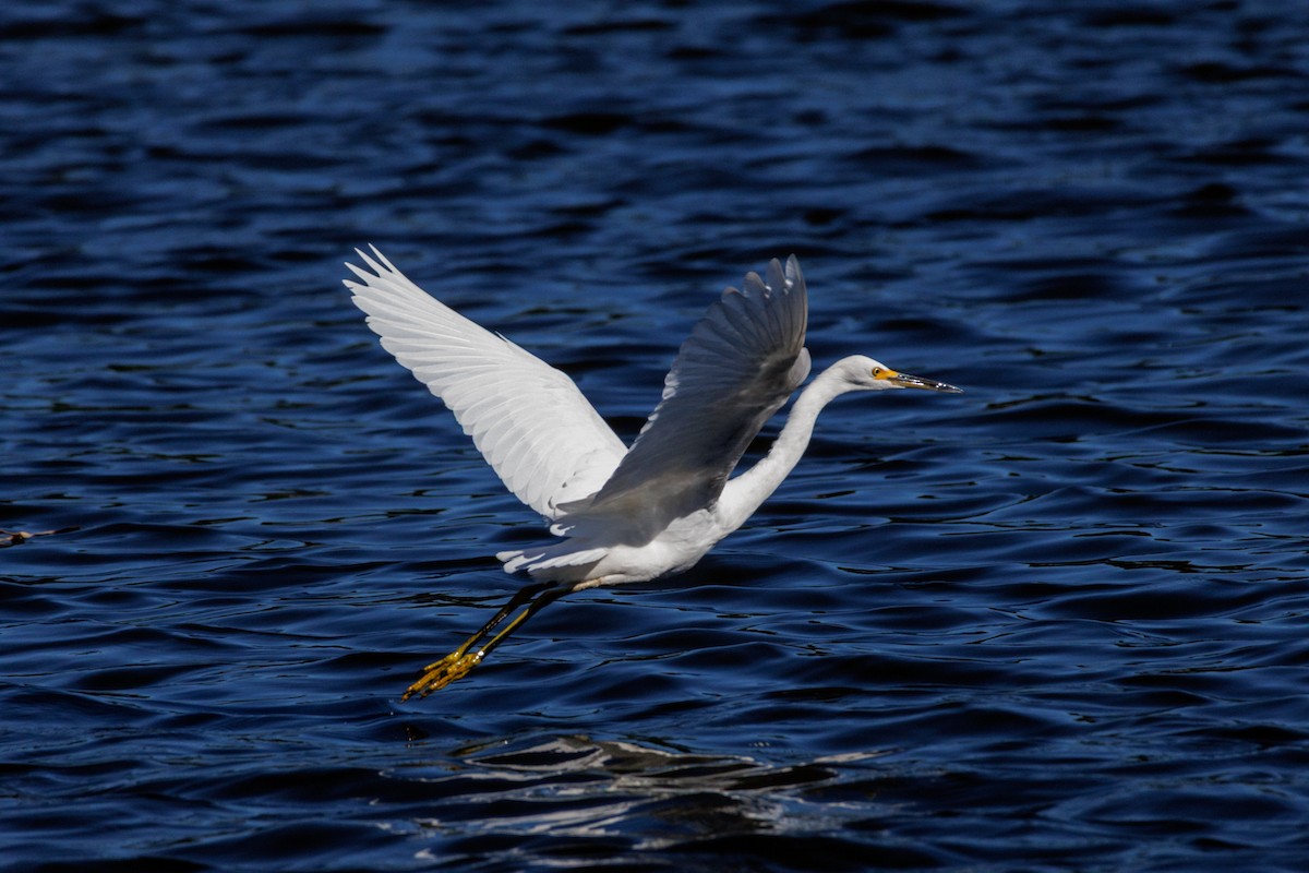 Snowy Egret - ML643318105