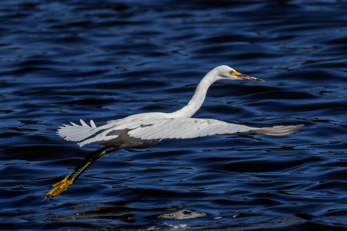 Snowy Egret - ML643318106