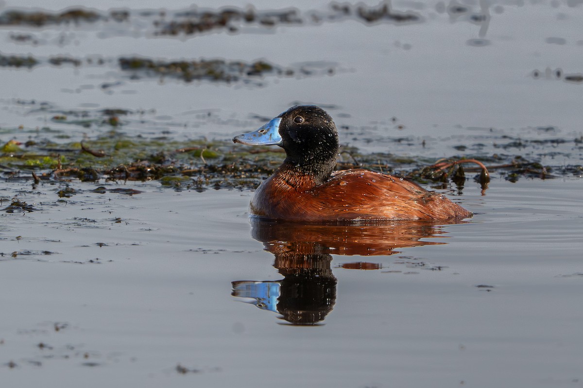 Lake Duck - ML643318107
