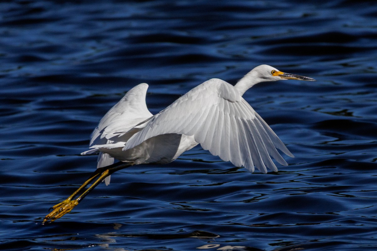 Snowy Egret - ML643318108
