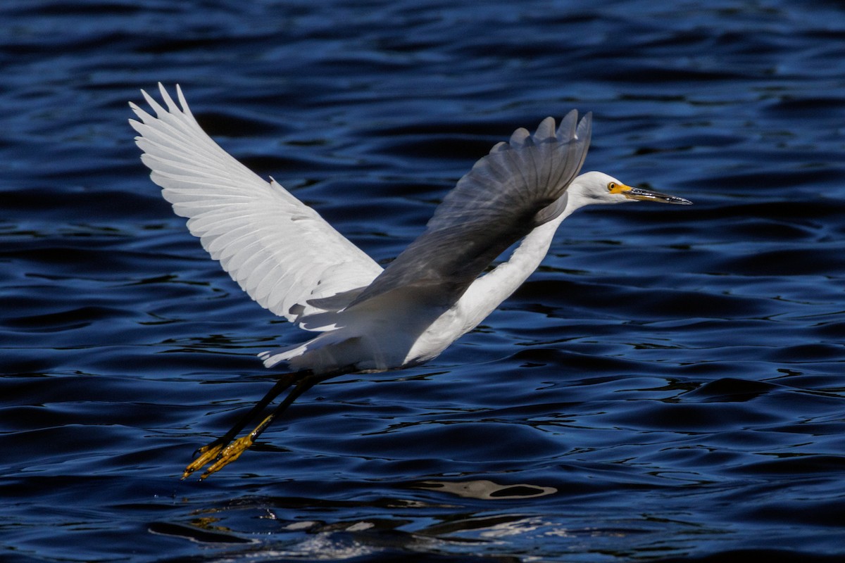 Snowy Egret - ML643318109