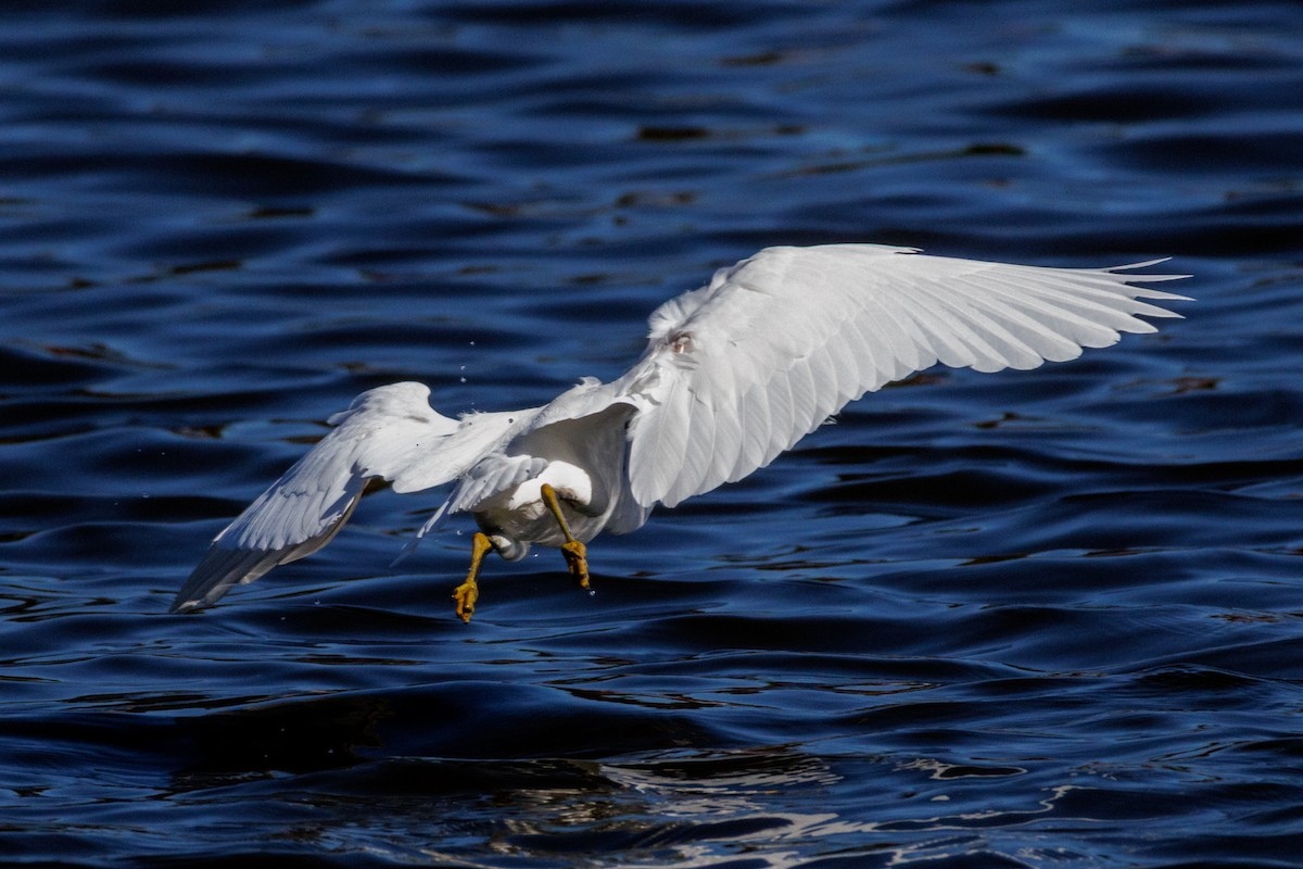 Snowy Egret - ML643318110