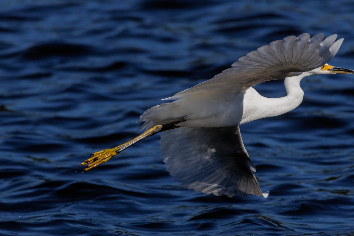 Snowy Egret - ML643318111