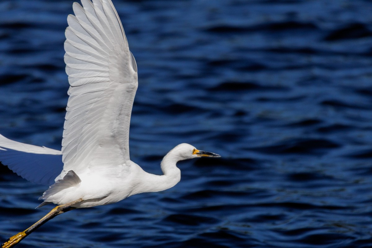 Snowy Egret - ML643318112