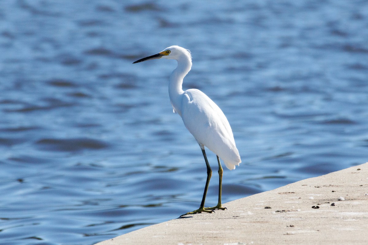 Snowy Egret - ML643318113