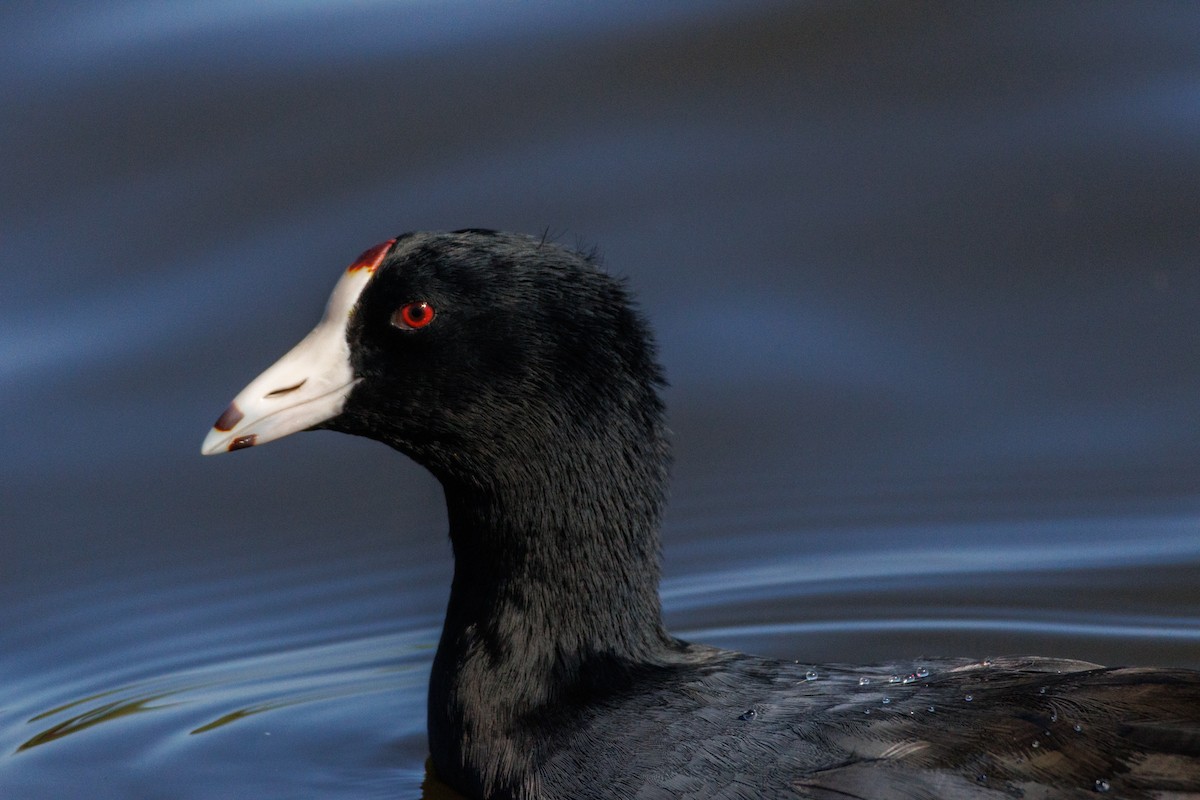 American Coot - ML643318119