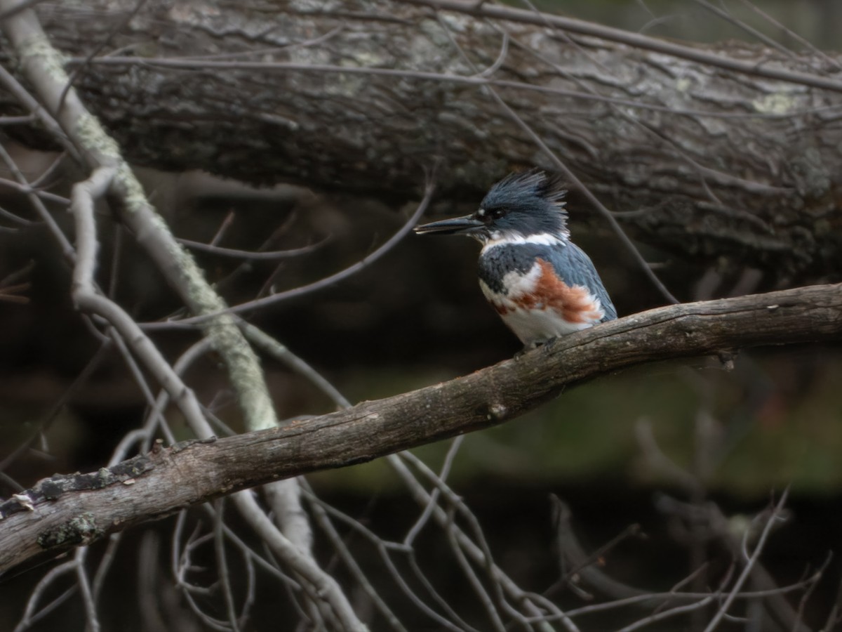 Belted Kingfisher - ML643318126