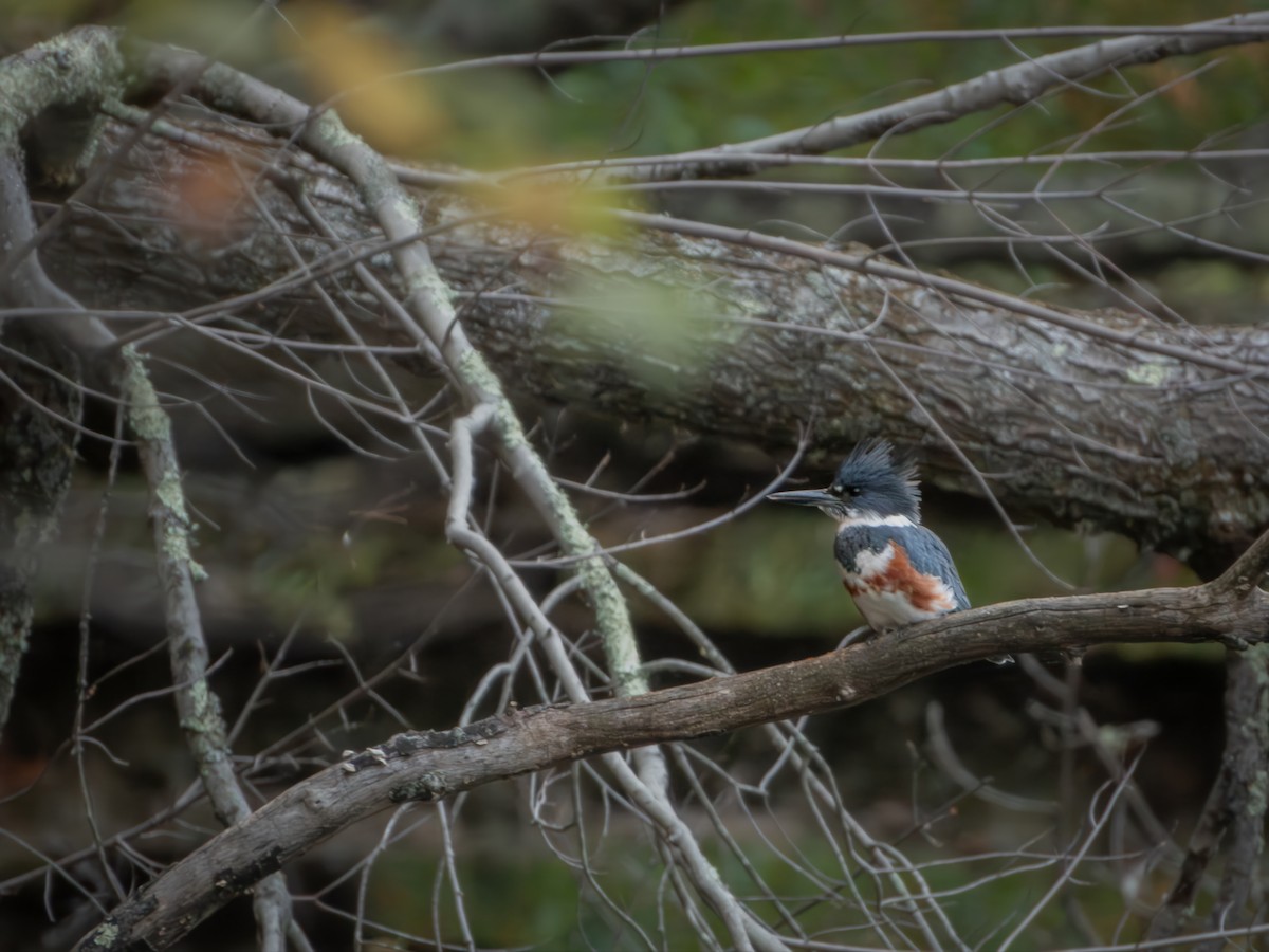 Belted Kingfisher - ML643318127