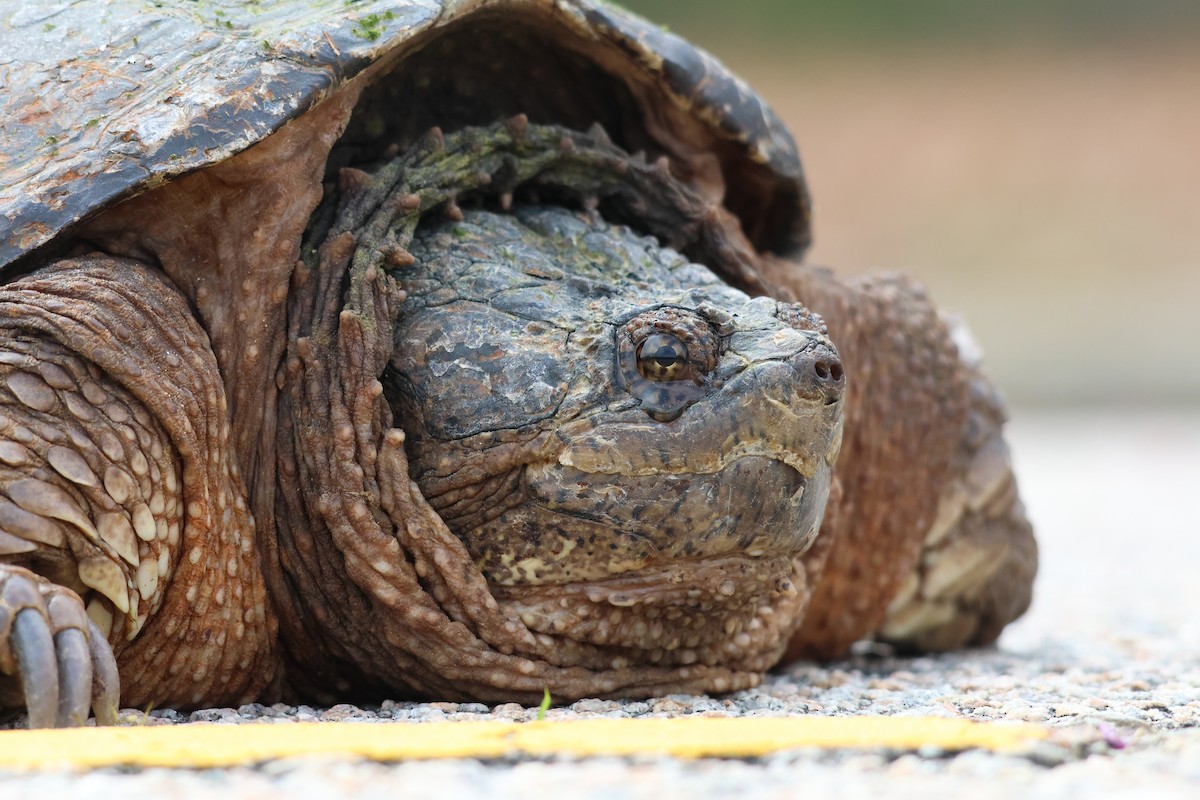 Common Snapping Turtle - ML643318138