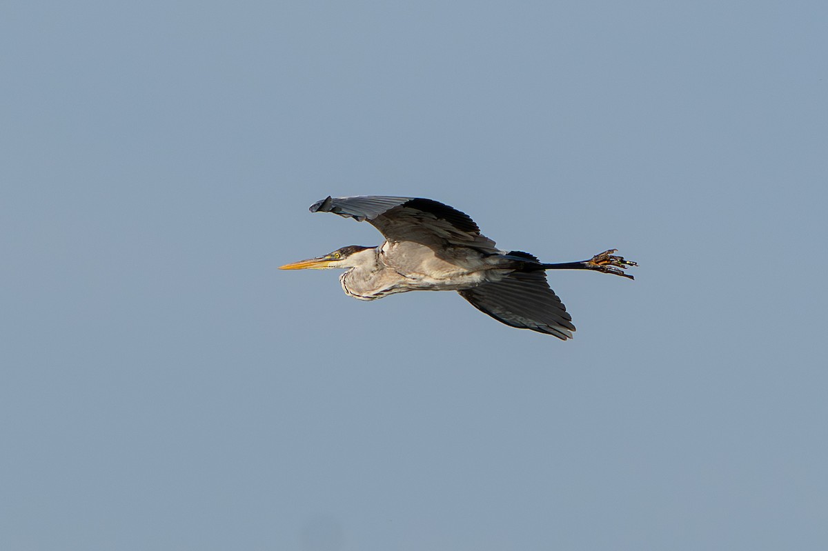 Cocoi Heron - ML643318140