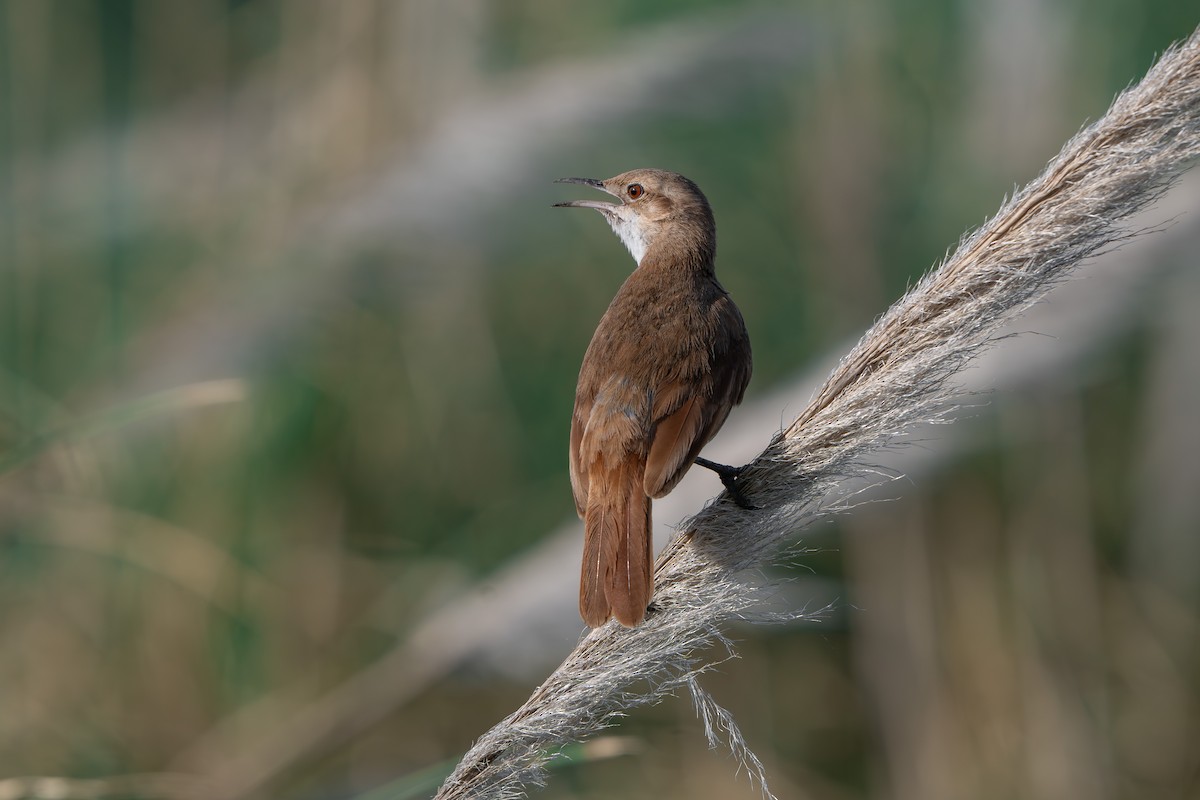 Rufous Hornero - ML643318143