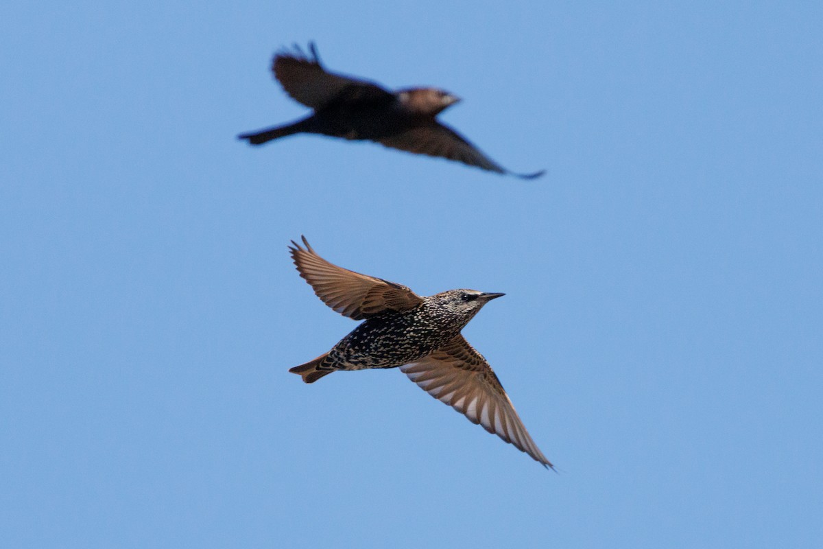 Хар тодол - ML643318145