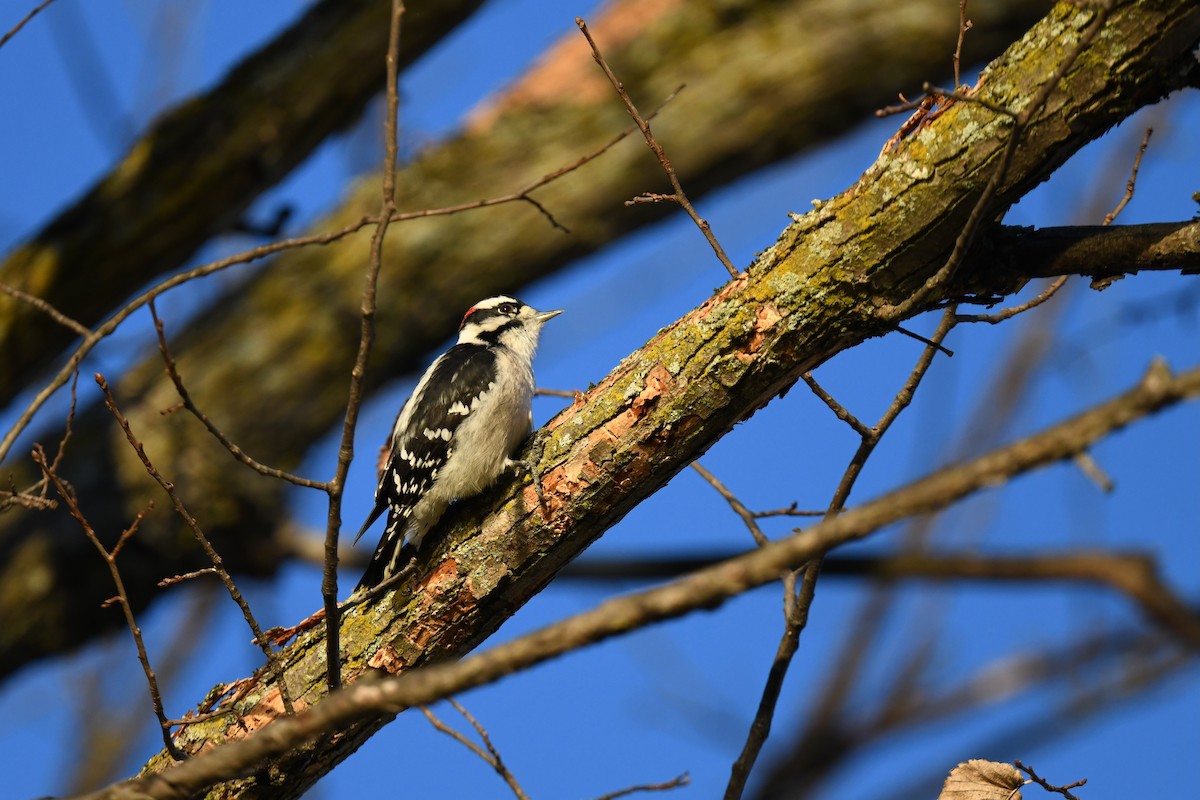 Downy Woodpecker - ML643318151