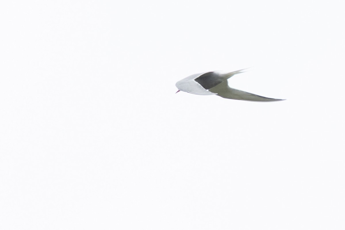 Antarctic Tern - ML643318154