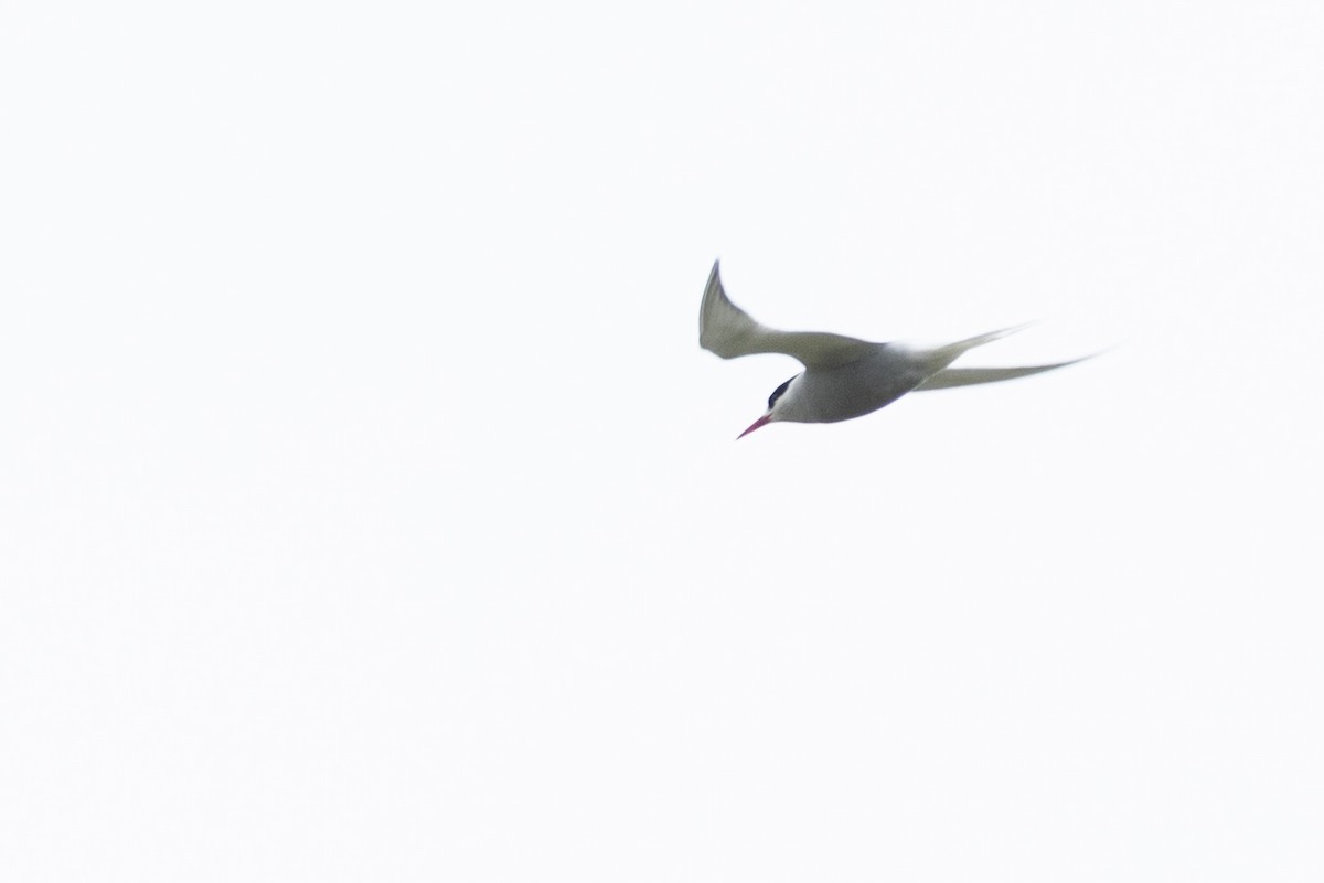 Antarctic Tern - ML643318155