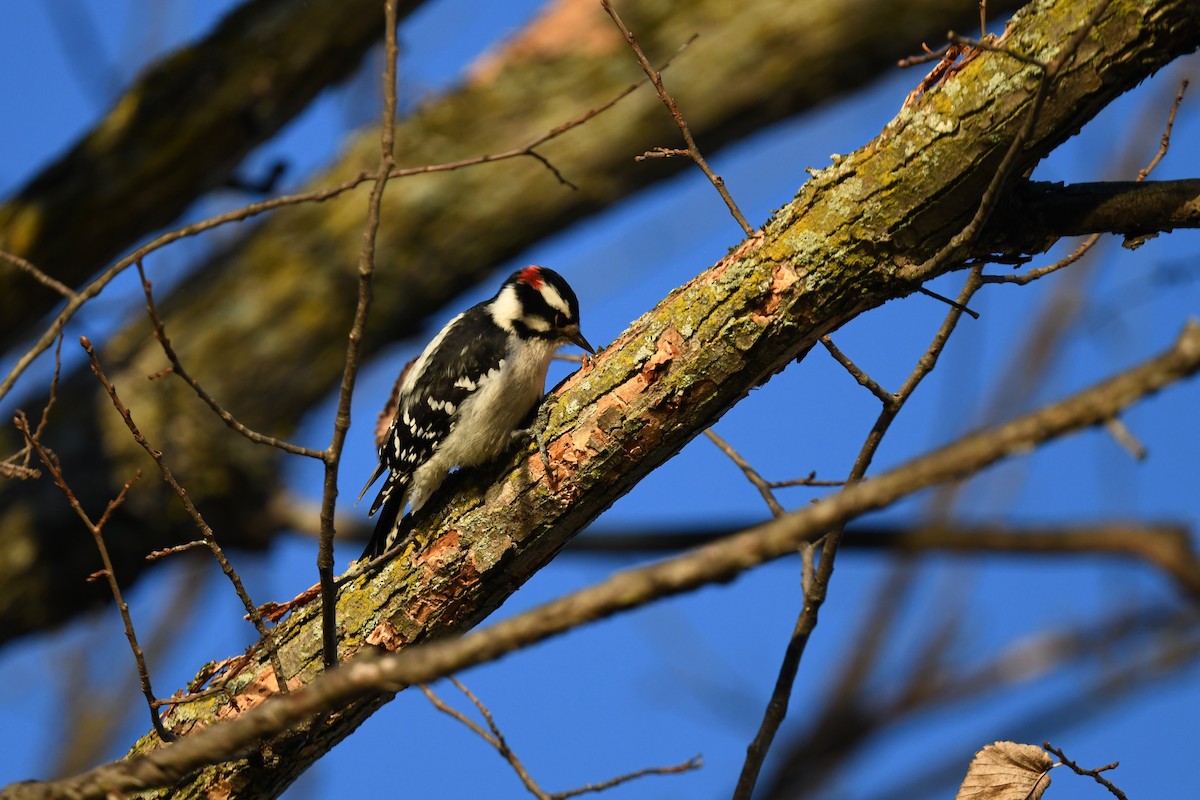Downy Woodpecker - ML643318157