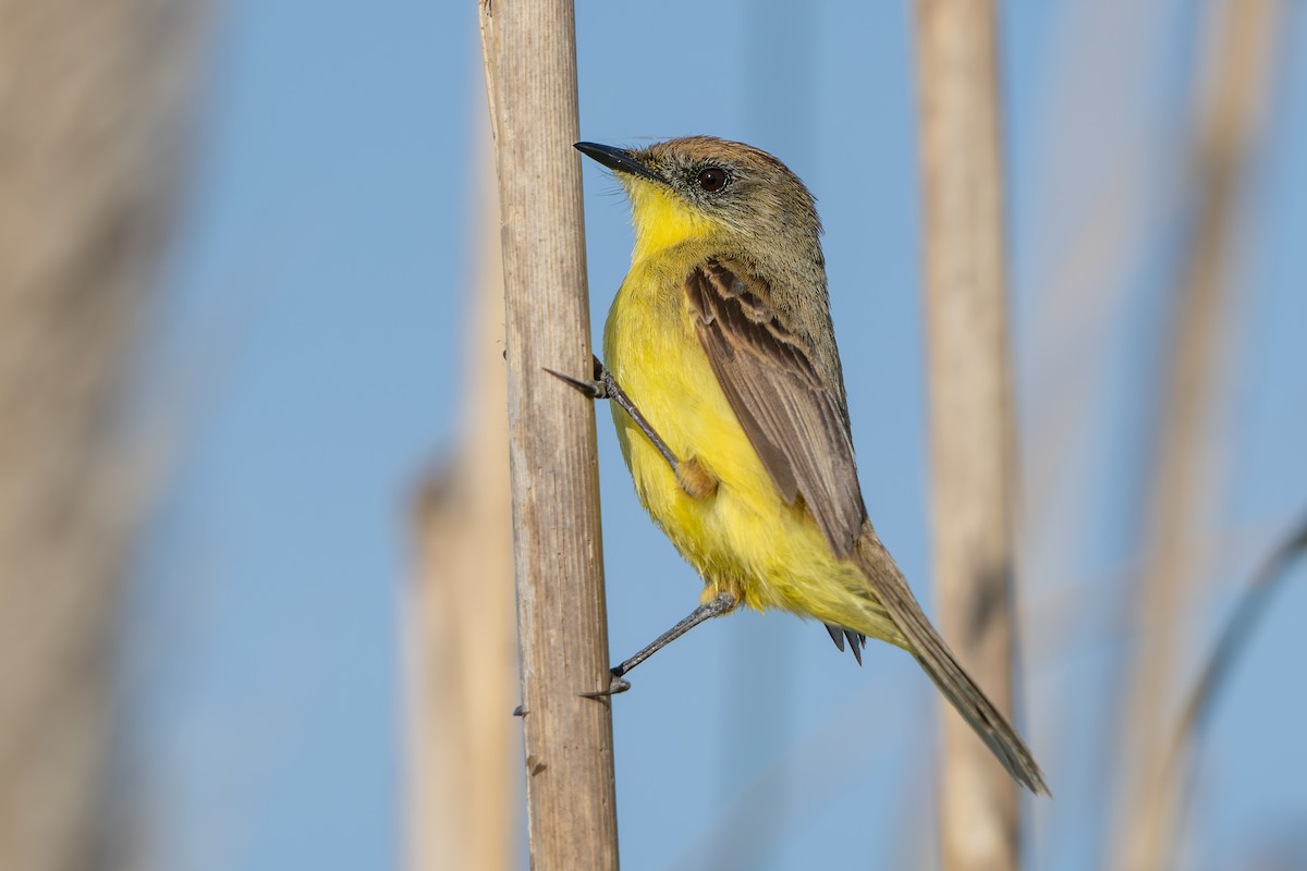 Warbling/Ticking Doradito - ML643318161