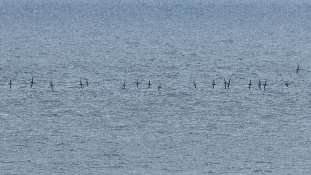 Short-tailed Shearwater - ML643318167