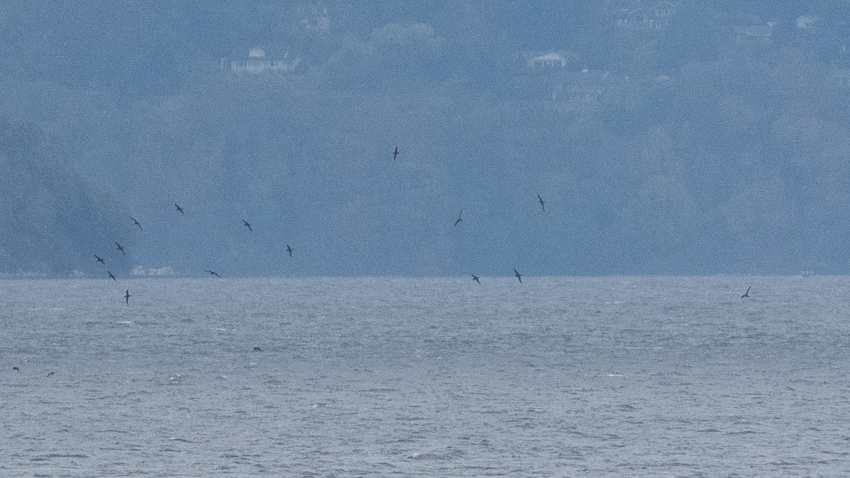 Short-tailed Shearwater - ML643318170