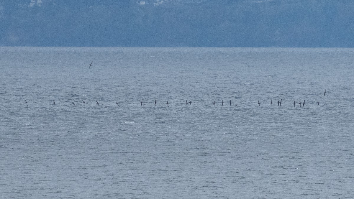 Short-tailed Shearwater - ML643318171