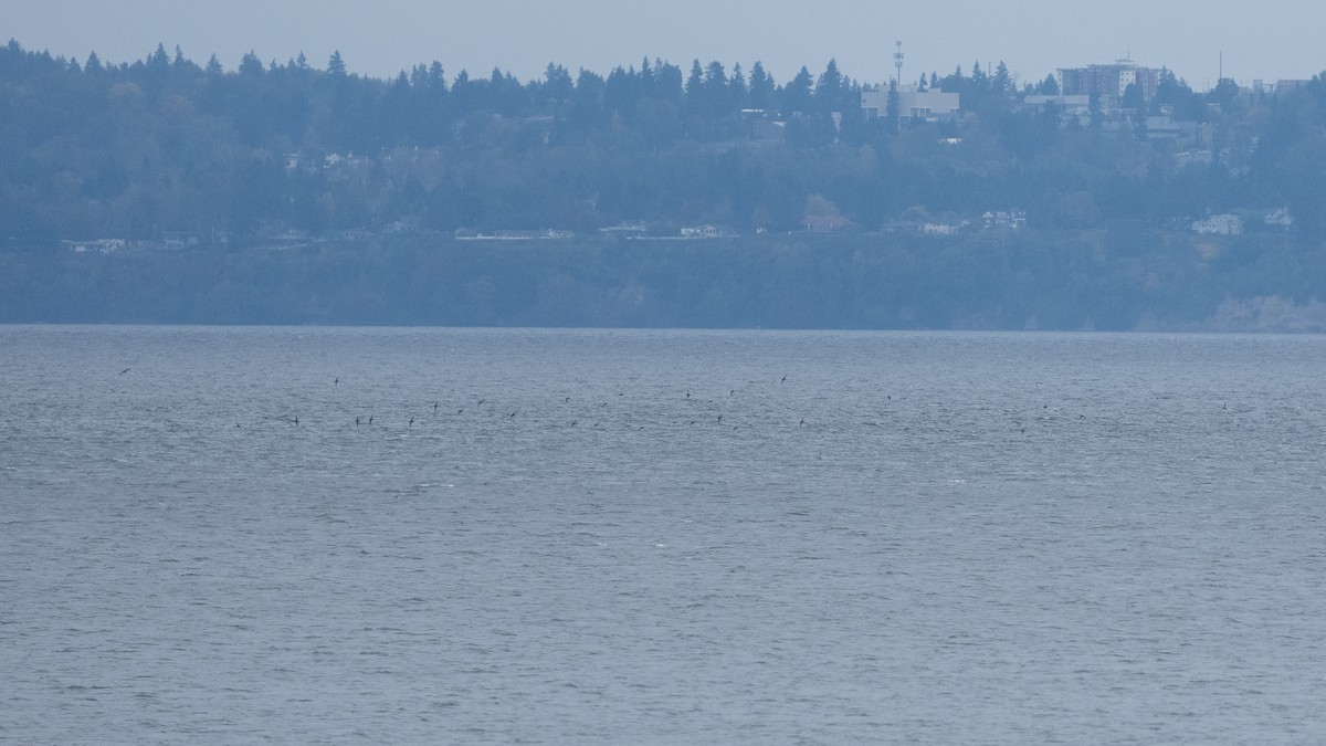 Short-tailed Shearwater - ML643318172