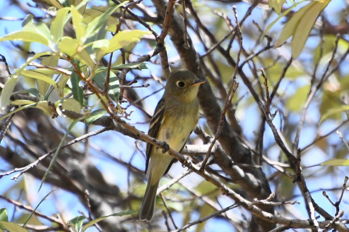 Western Flycatcher (Cordilleran) - ML643318175
