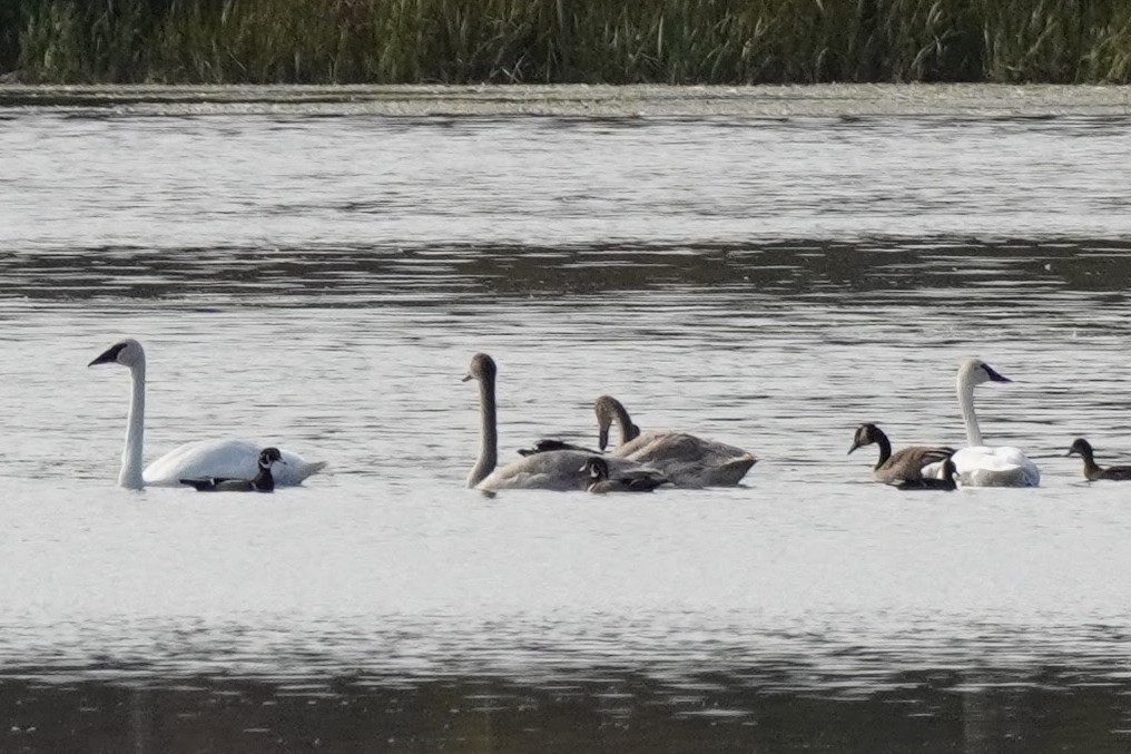 Trumpeter Swan - ML643318202