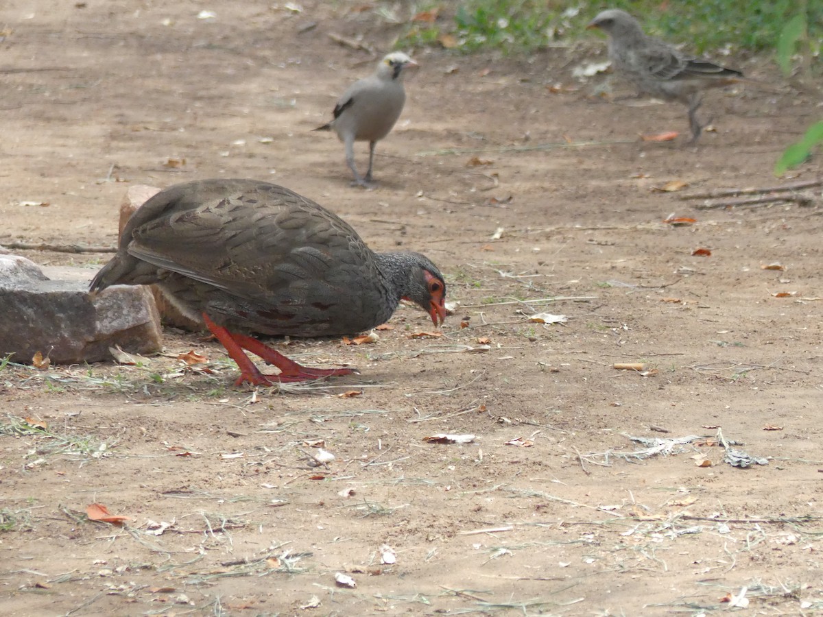 Francolin à gorge rouge - ML643318224