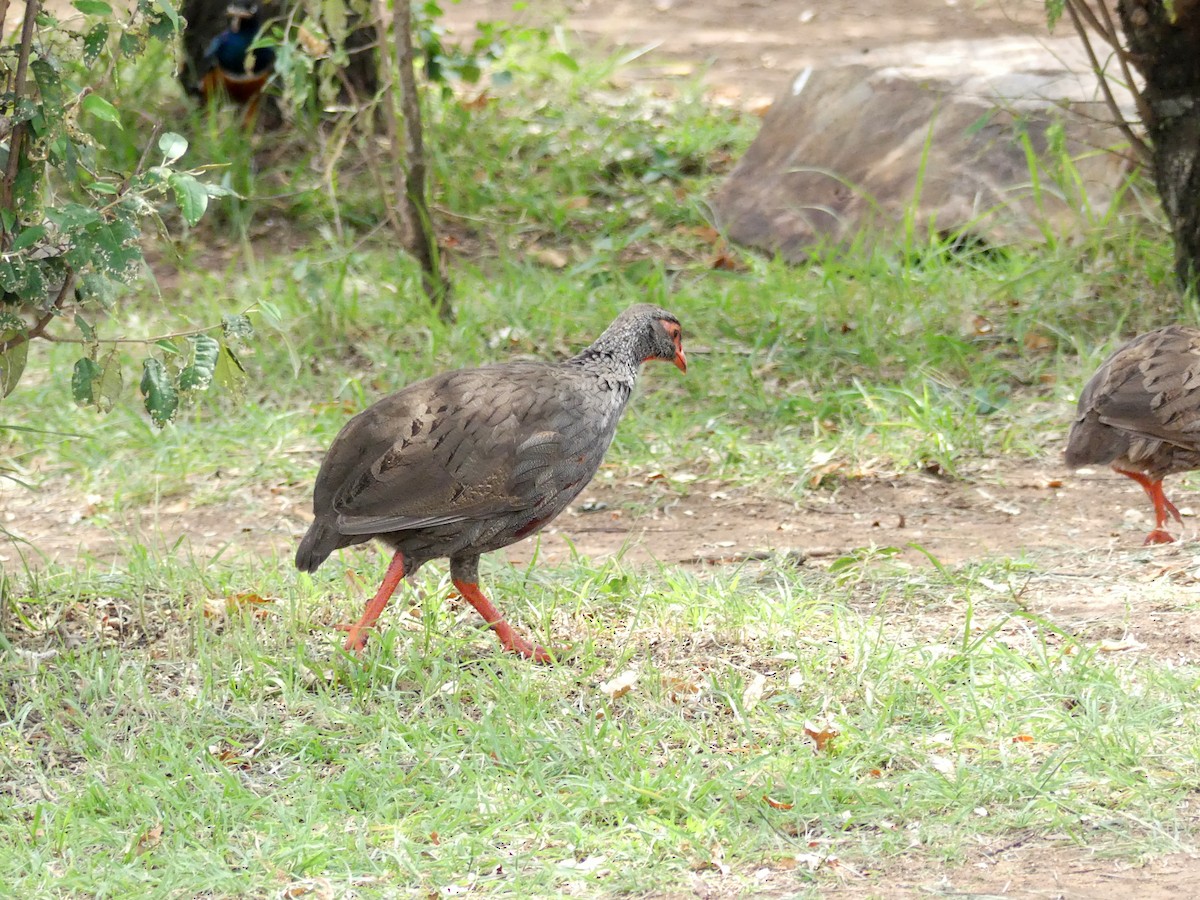 Francolin à gorge rouge - ML643318225